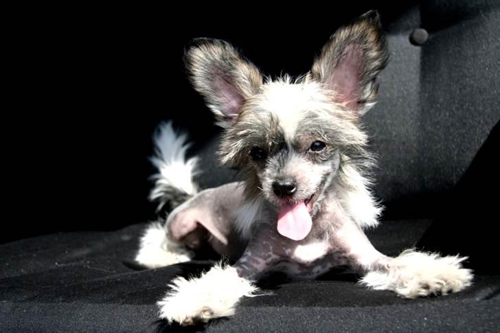 Chinese crested hårløs } Chelsy - 19. April, 2011. billede 12