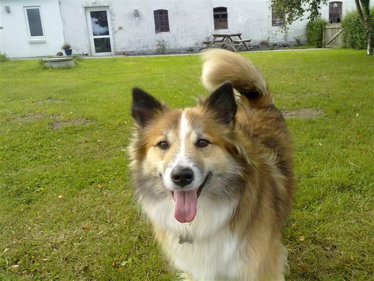 Islandsk fårehund Linus billede 4