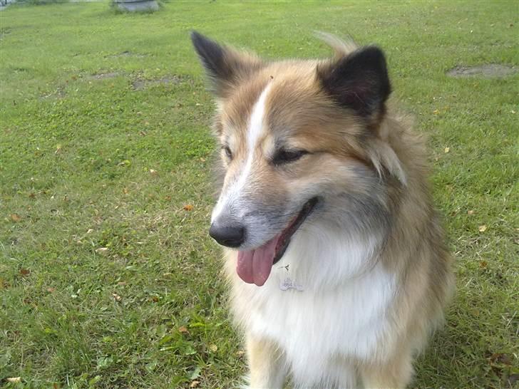 Islandsk fårehund Linus billede 5