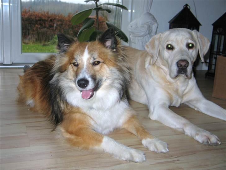 Islandsk fårehund Linus - Linus og Hugin (Hugin døde i 2010 af alderdom) billede 6