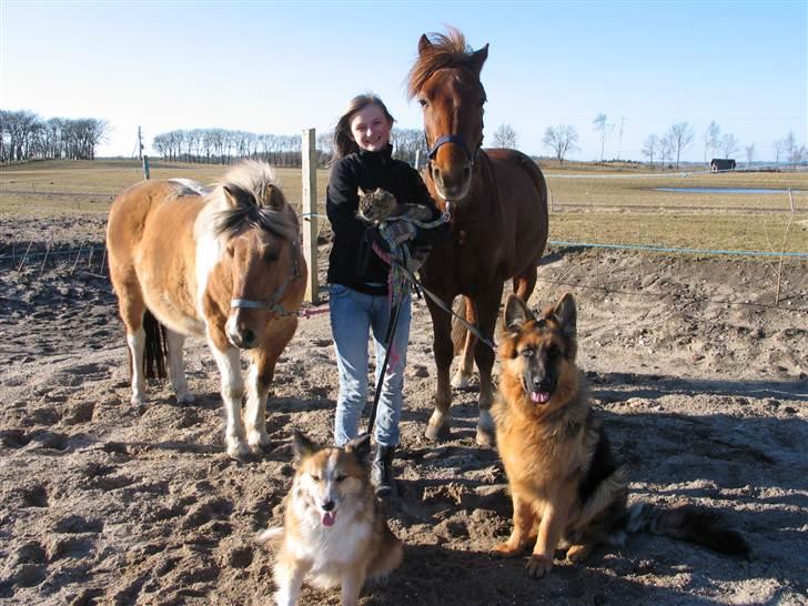 Islandsk fårehund Linus - Alle mine dyr. billede 7