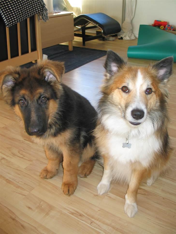 Islandsk fårehund Linus - Linus og Marco billede 9