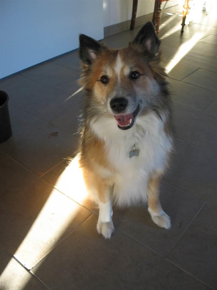 Islandsk fårehund Linus billede 10