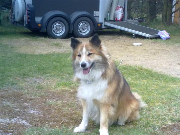 Islandsk fårehund Linus billede 11