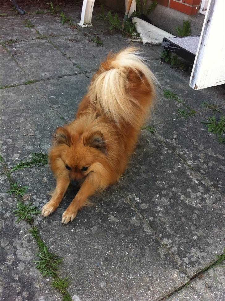 Pomeranian Rockey  - Ååååh ha! Må lige strække mig lidt. billede 9