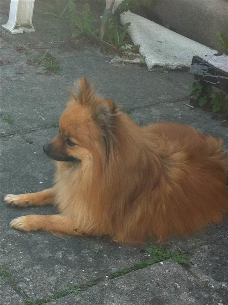 Pomeranian Rockey  - Ligger rigtig og holder øje!! billede 10