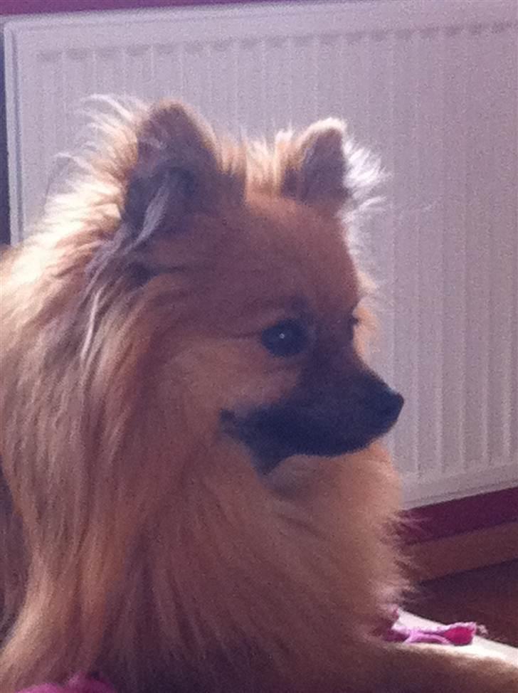 Pomeranian Rockey  billede 12