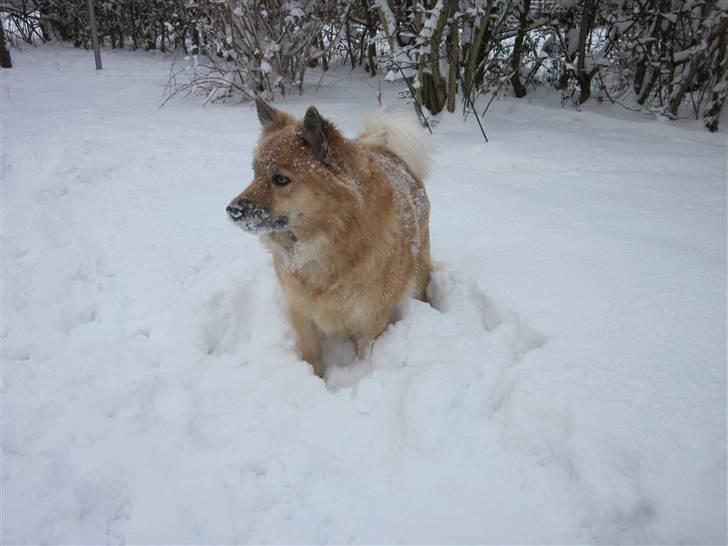 Islandsk fårehund Sia (Gnist) - Deeeejligt, med lidt sne at lege i. billede 16