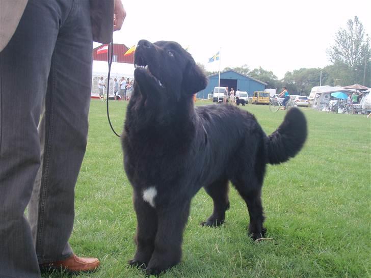 Newfoundlænder Aslan (Newf-line) billede 13