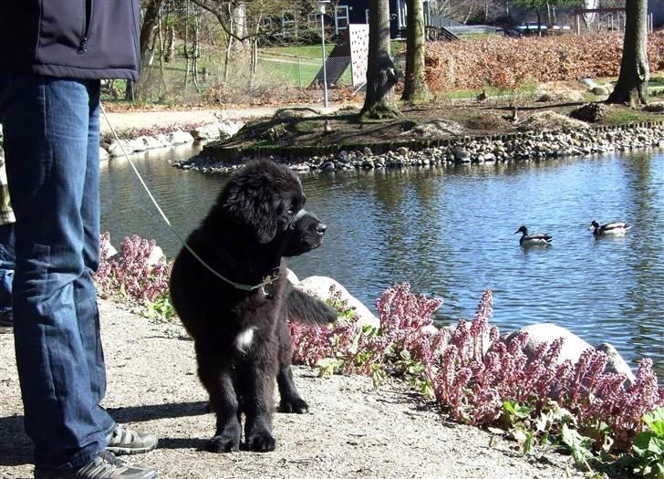 Newfoundlænder Aslan (Newf-line) - Ænderne er søde :o) billede 8