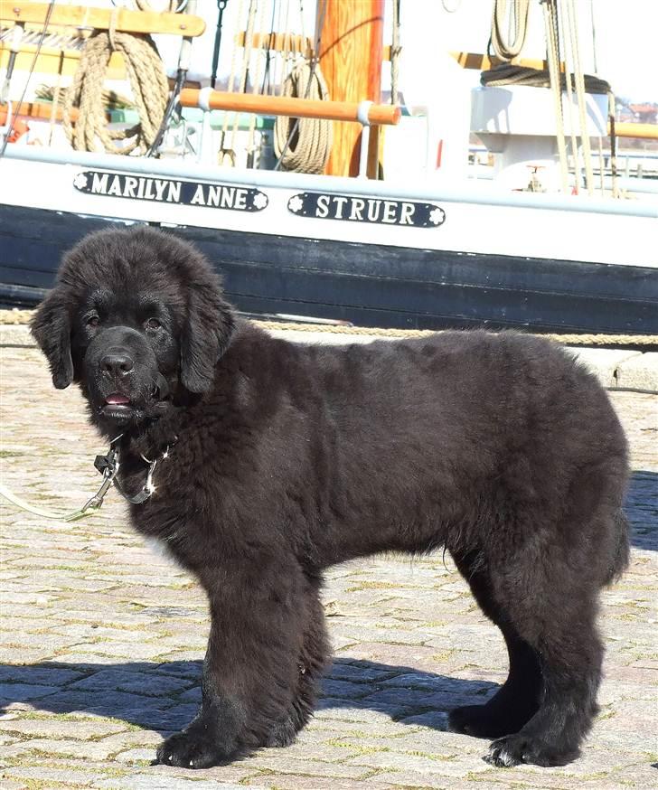 Newfoundlænder Aslan (Newf-line) - Skibshund d; billede 9