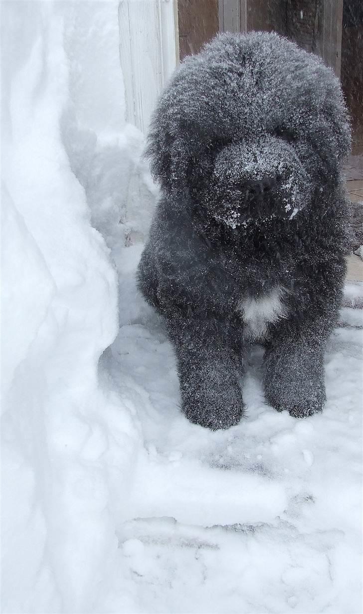Newfoundlænder Aslan (Newf-line) - Første sne :D billede 18