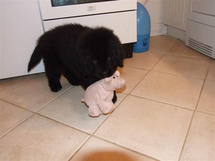 Newfoundlænder Aslan (Newf-line) billede 20