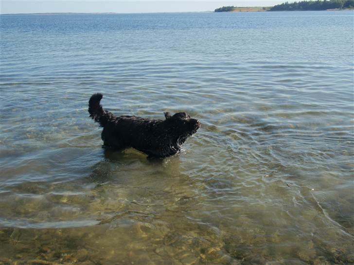 Newfoundlænder Aslan (Newf-line) - Man er vel Newf :o) billede 16