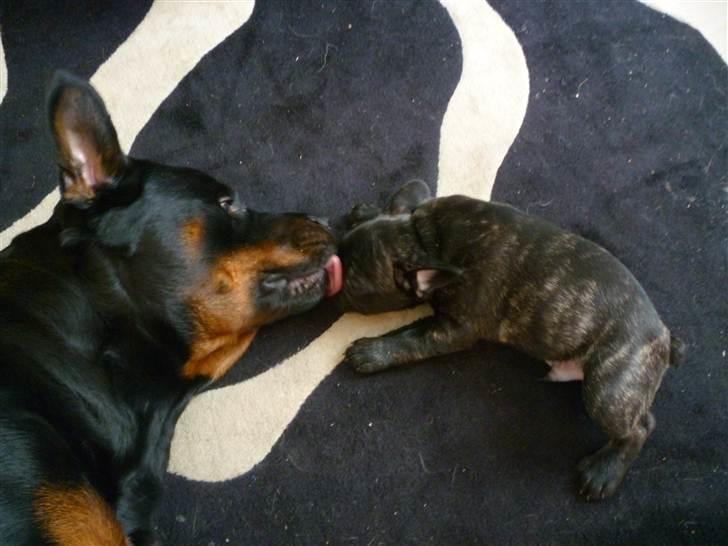 Fransk bulldog Ozzy billede 9