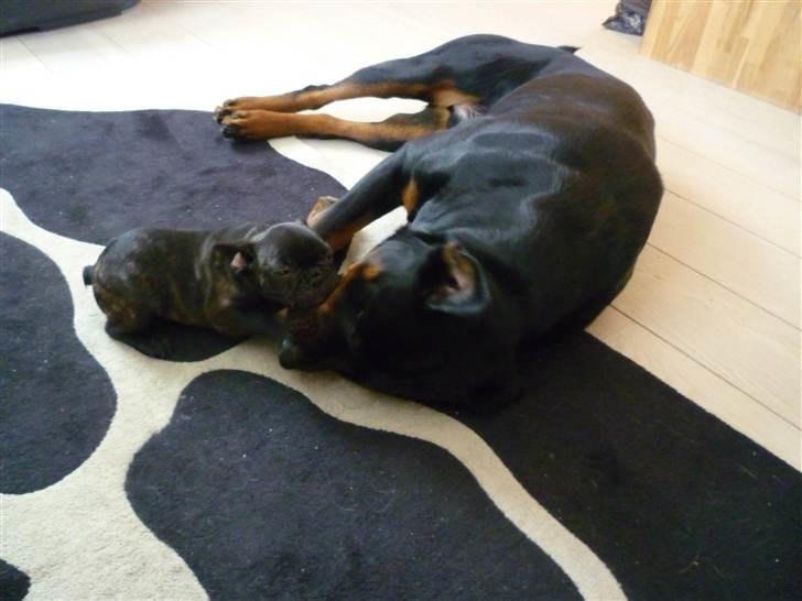 Fransk bulldog Ozzy billede 10