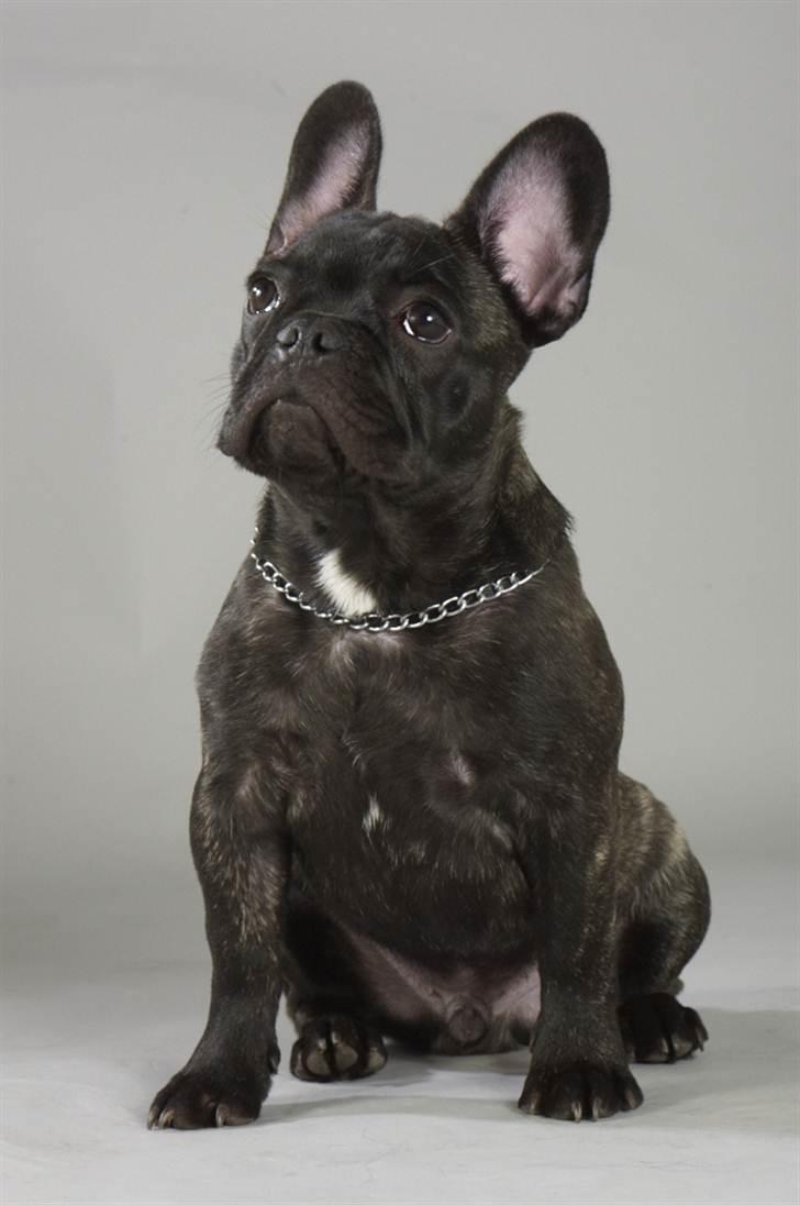 Fransk bulldog Ozzy billede 11