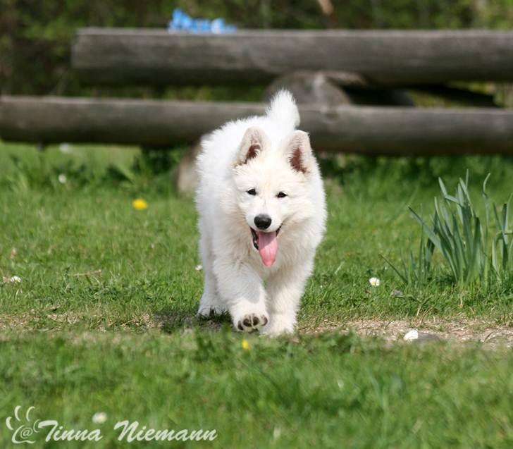 Hvid Schweizisk Hyrdehund Morris billede 9