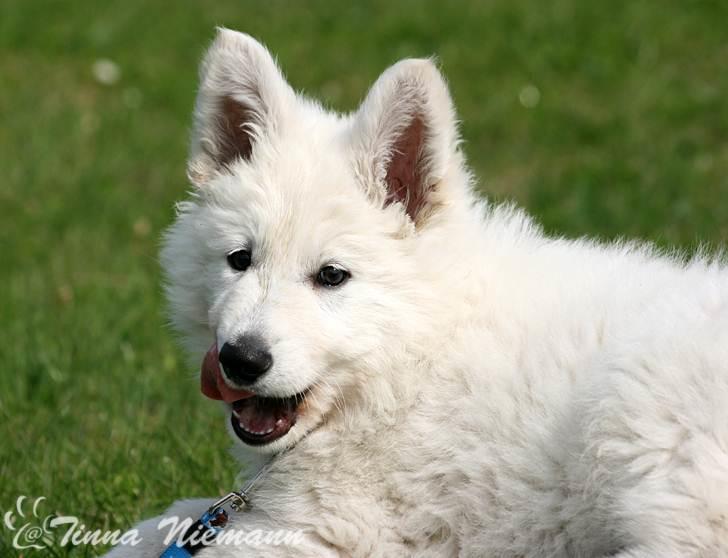 Hvid Schweizisk Hyrdehund Morris billede 10