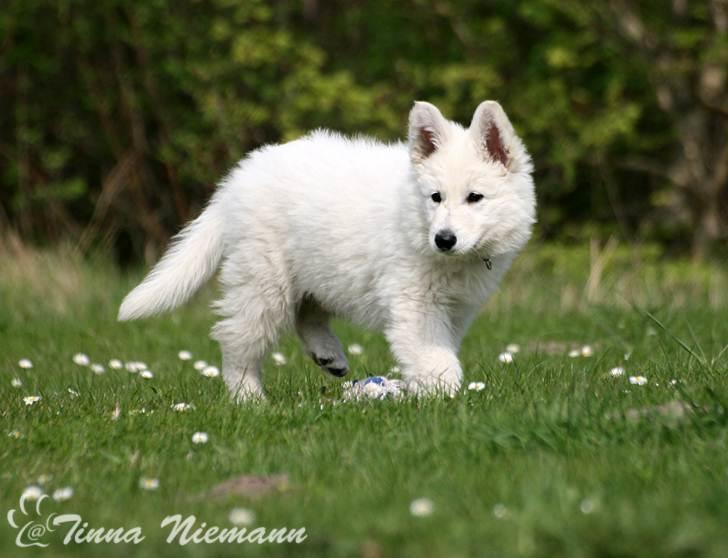 Hvid Schweizisk Hyrdehund Morris billede 11