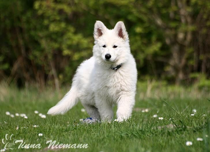 Hvid Schweizisk Hyrdehund Morris billede 12