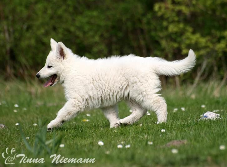 Hvid Schweizisk Hyrdehund Morris billede 13