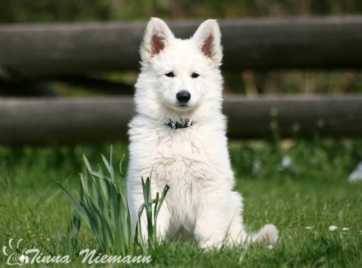 Hvid Schweizisk Hyrdehund Morris billede 14