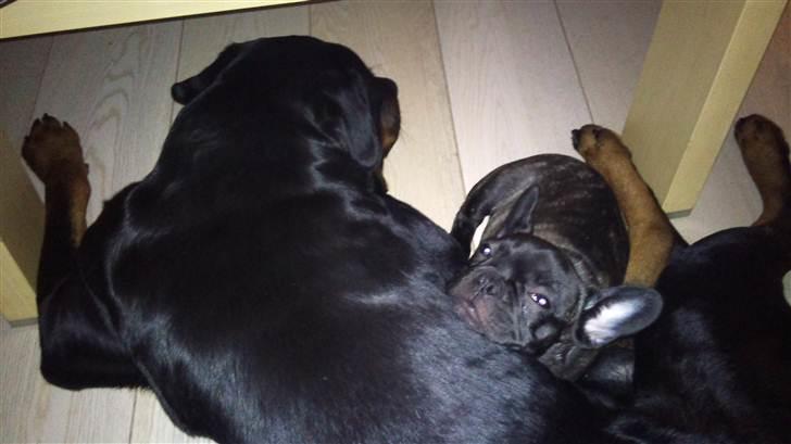 Rottweiler Uffe billede 18