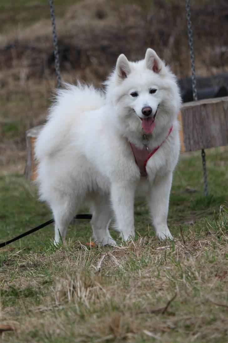 Samojedhund Chiva - April 2011! Chiva i fuldfigur. billede 15