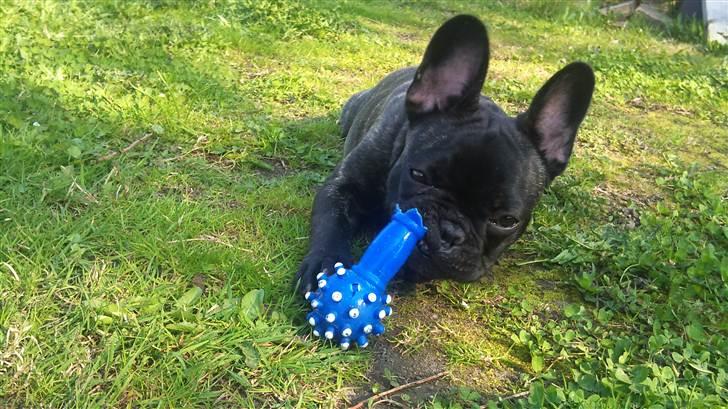 Fransk bulldog Ozzy billede 12