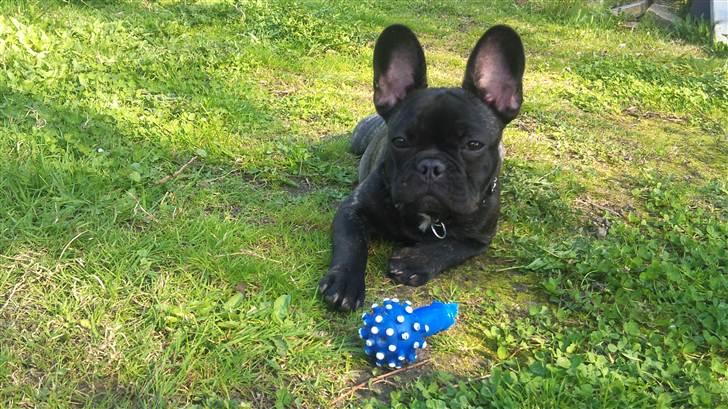 Fransk bulldog Ozzy billede 13