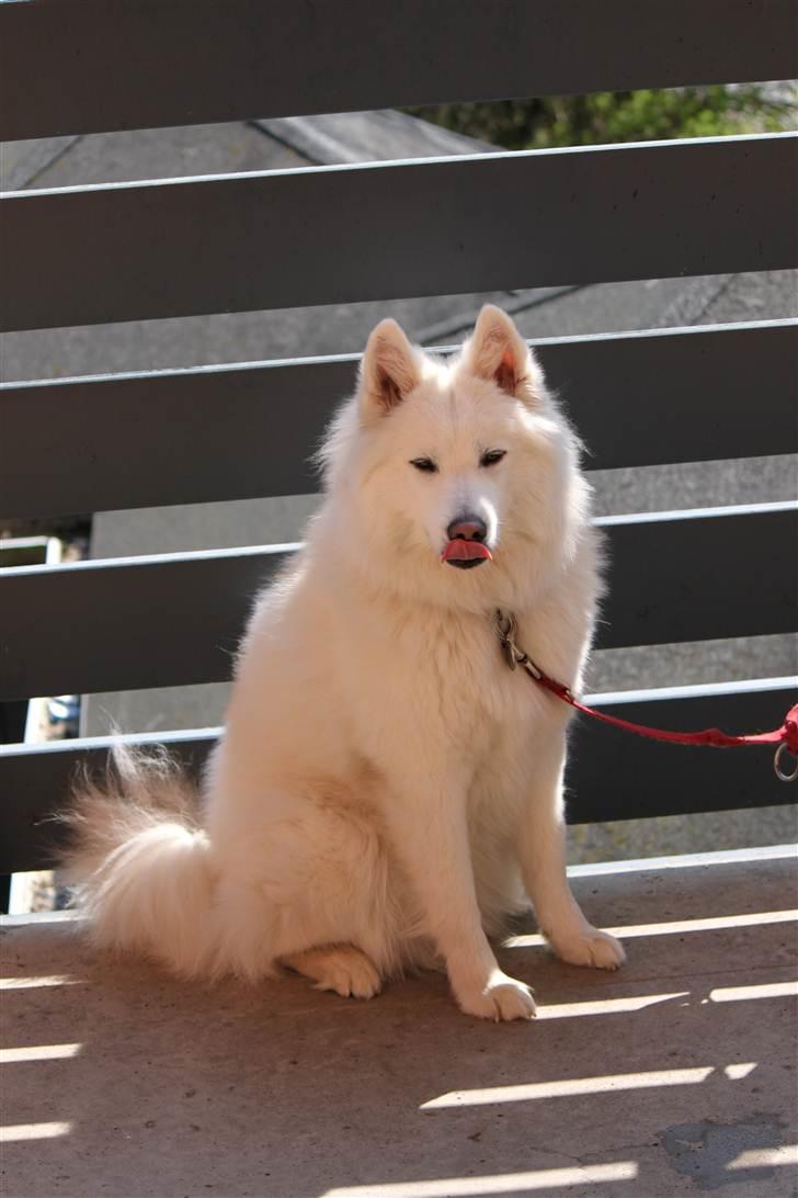 Samojedhund Chiva - April 2011!  En varm sag på Svalegangen. Smukke pige<3 billede 16