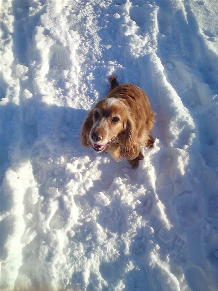 Cocker spaniel Lady <33 billede 6