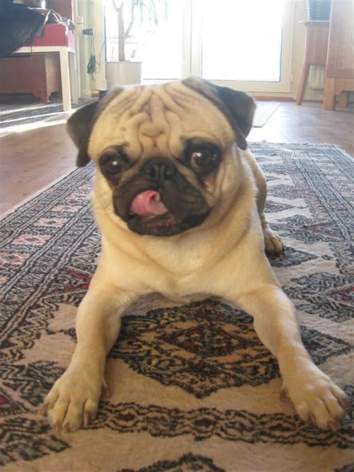 Mops Baloo The MOPPALOO billede 1