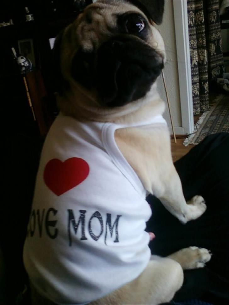 Mops Baloo The MOPPALOO billede 2