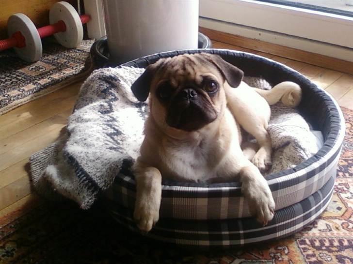 Mops Baloo The MOPPALOO billede 3