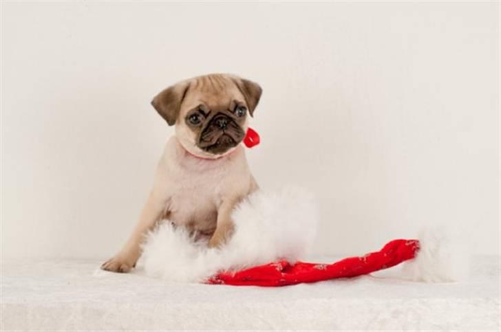 Mops Baloo The MOPPALOO billede 4