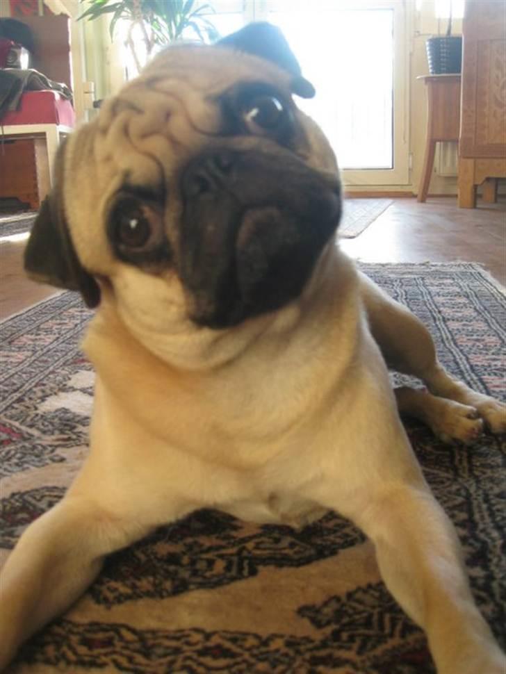 Mops Baloo The MOPPALOO billede 5