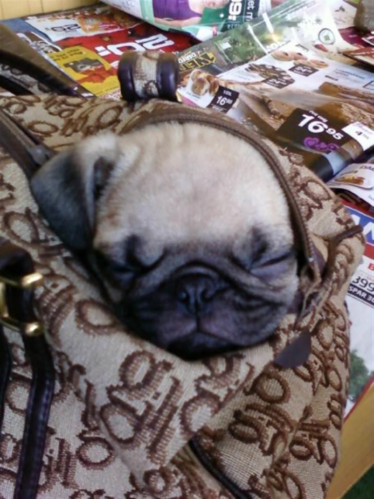 Mops Baloo The MOPPALOO billede 6