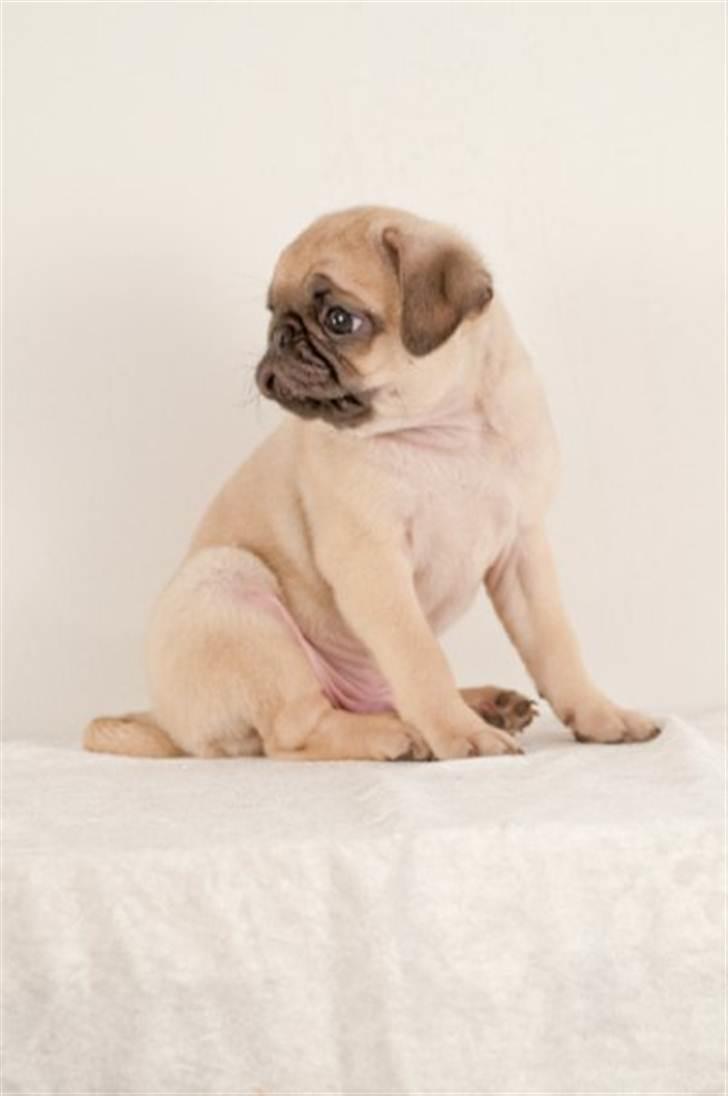 Mops Baloo The MOPPALOO - Model som Hvalpe billede 7