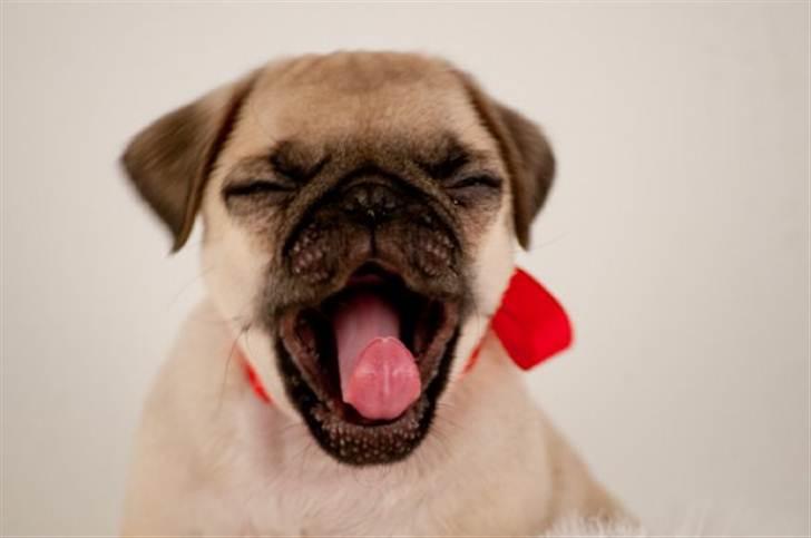 Mops Baloo The MOPPALOO billede 8