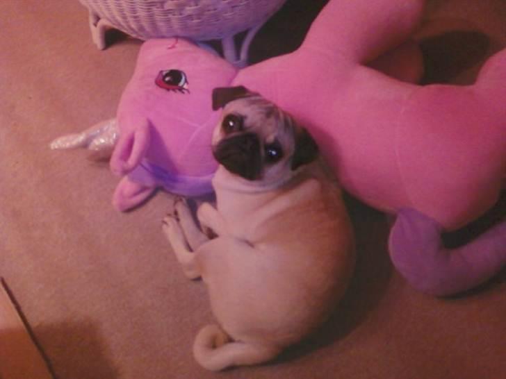 Mops Baloo The MOPPALOO billede 9