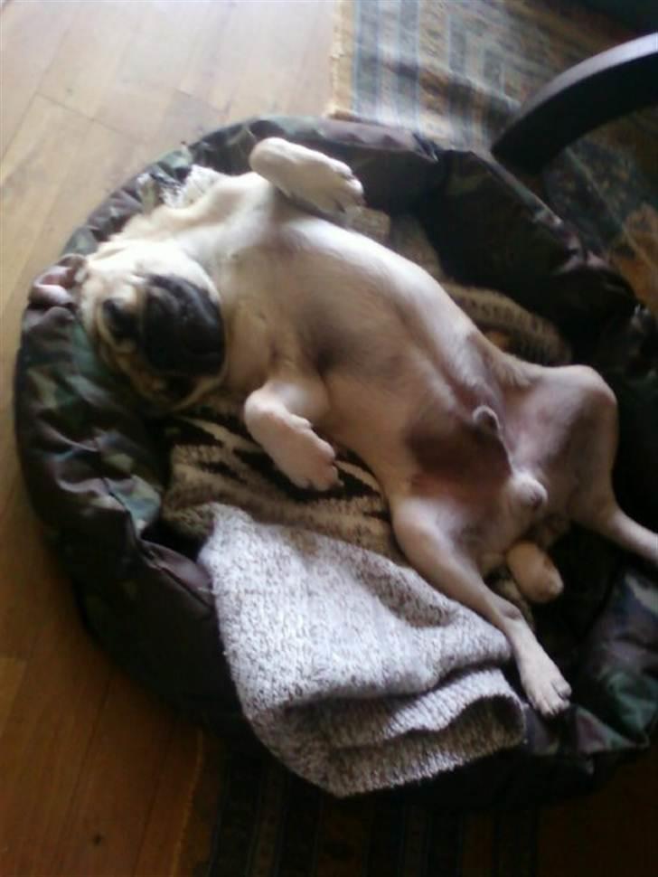 Mops Baloo The MOPPALOO billede 10