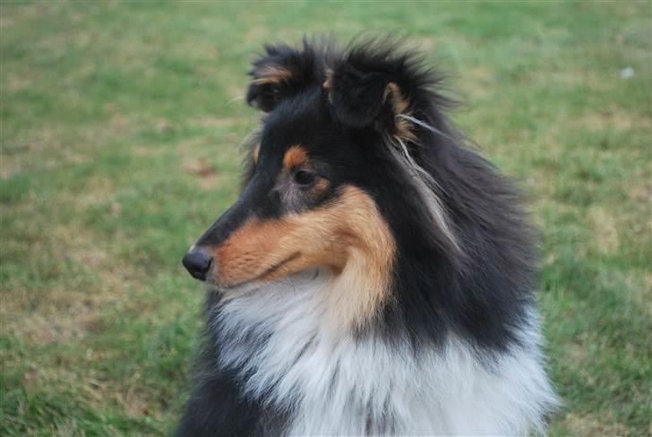 Shetland sheepdog Adonis the heartbeat billede 4