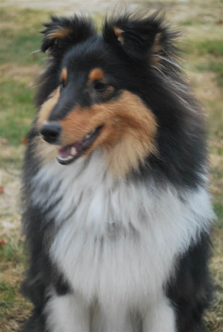 Shetland sheepdog Adonis the heartbeat billede 7