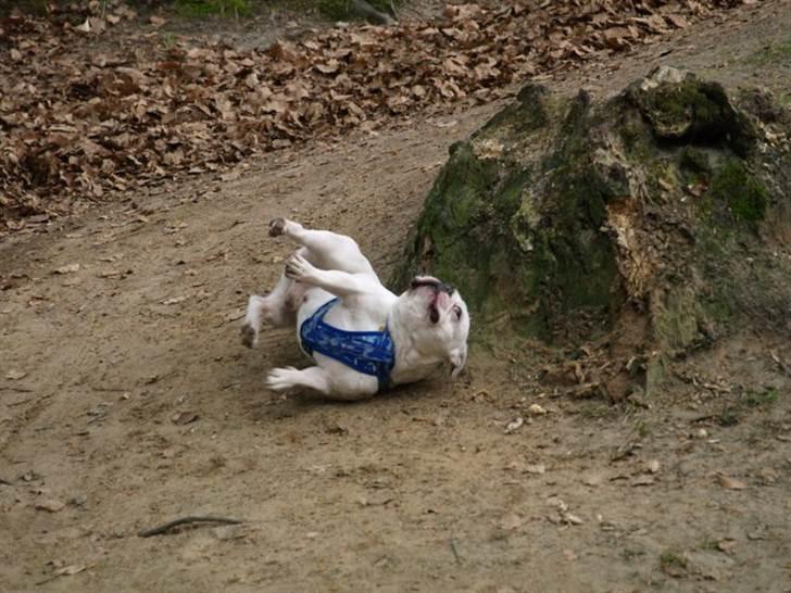 Fransk bulldog Anton billede 9