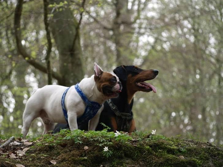 Fransk bulldog Anton billede 11