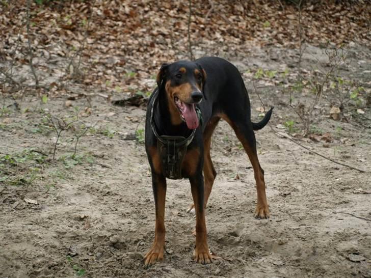 Blanding af racer Happy billede 5