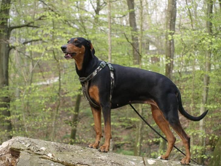 Blanding af racer Happy billede 6