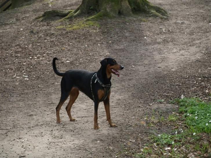 Blanding af racer Happy billede 7